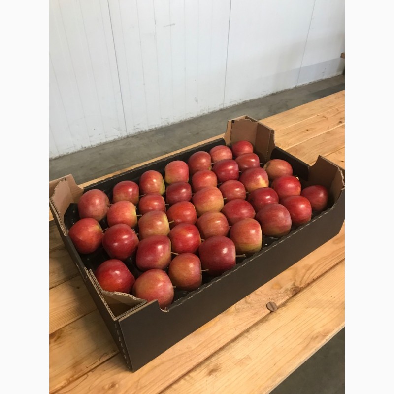 Фото 4. Продаємо яблука урожай 2018