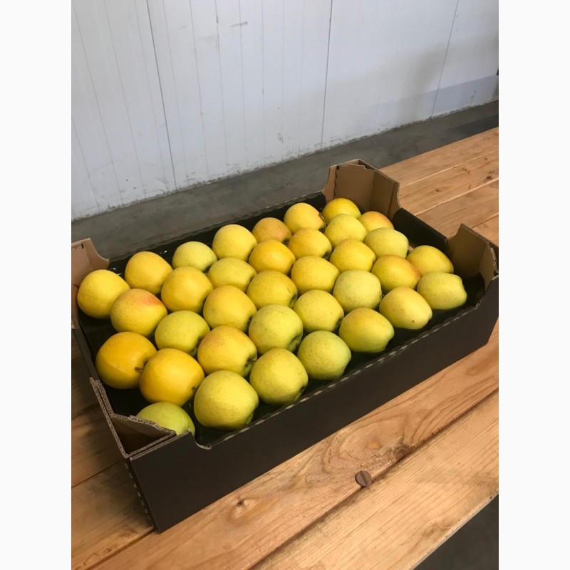 Фото 5. Продаємо яблука урожай 2018