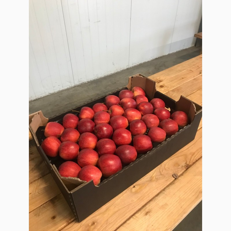 Фото 6. Продаємо яблука урожай 2018