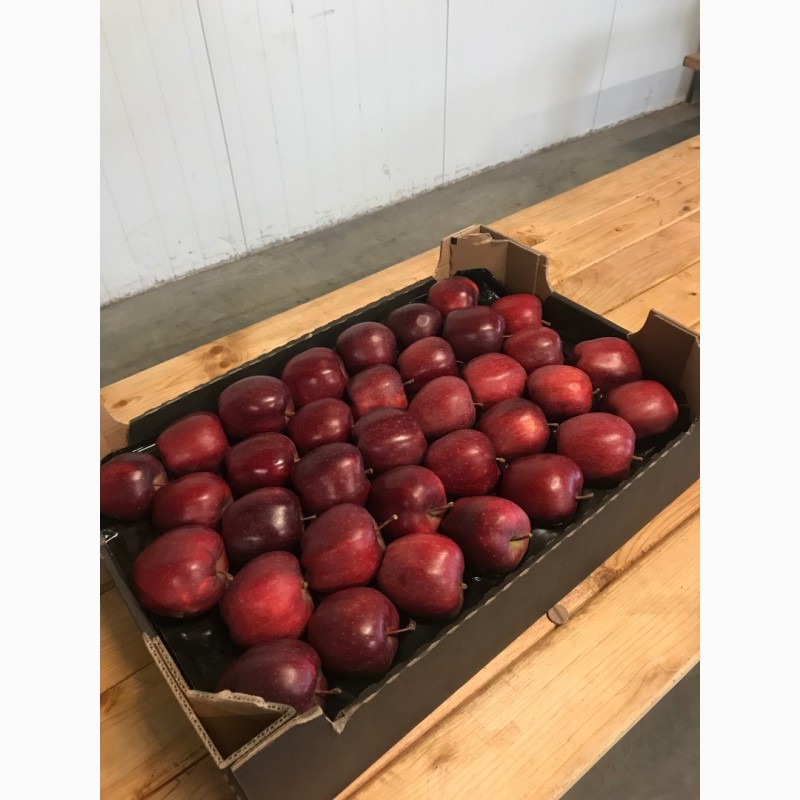 Фото 7. Продаємо яблука урожай 2018