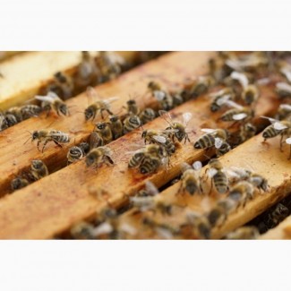 Бджолопакети Карпатка продам за вигідною ціною