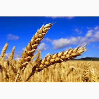 Закупаем пшеницу по ф.1 в грн и $ по Западной Украине