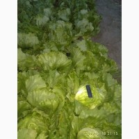 Продам салат айсберг, бионда, лолло-росса, ромен, фризе зеленый, фризе красный.Днепр