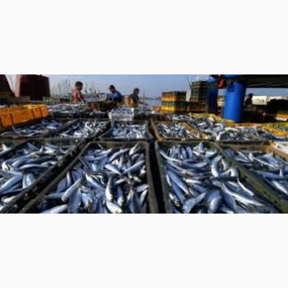 Ищу производителей рыбной продукциии