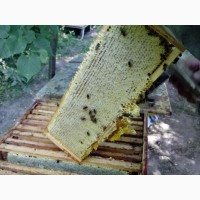 Продам Бджолосімї