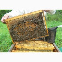 Продам бджолопакети пчелопакеты бджолосімї пчелосемья 2024