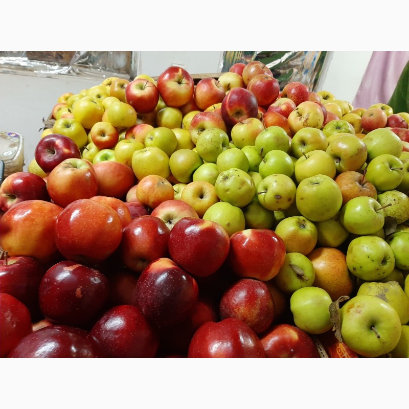Фото 10. Продам яблоки разных сортов