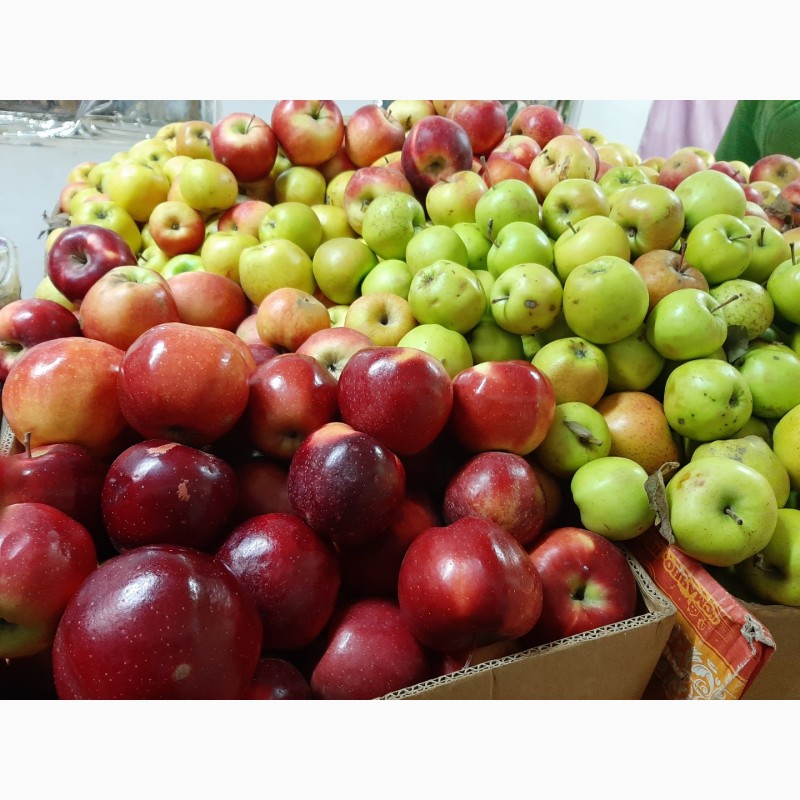 Фото 11. Продам яблоки разных сортов
