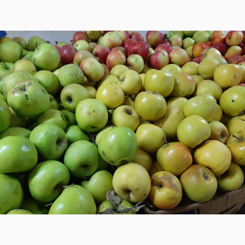 Фото 13. Продам яблоки разных сортов