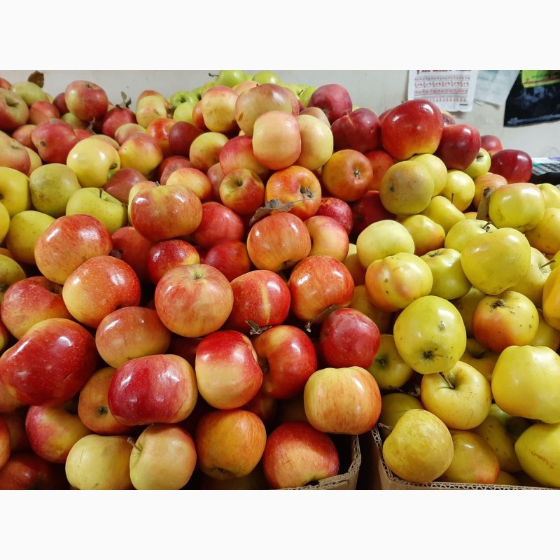 Фото 15. Продам яблоки разных сортов