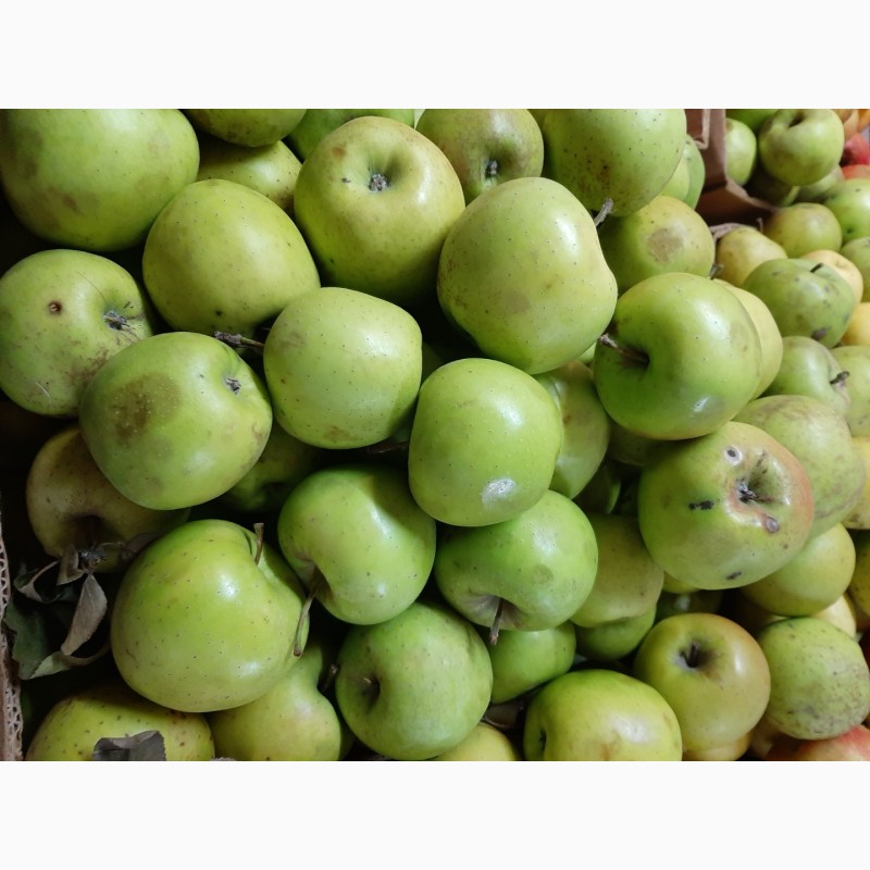 Фото 16. Продам яблоки разных сортов