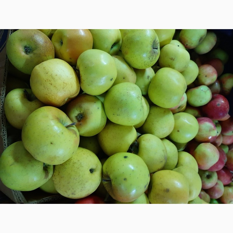 Фото 17. Продам яблоки разных сортов