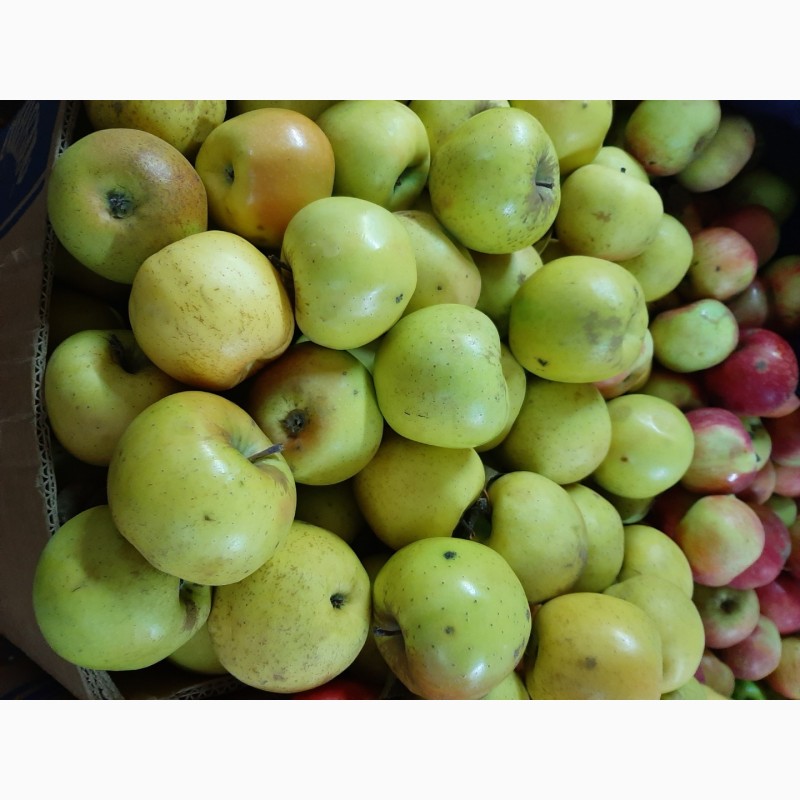 Фото 18. Продам яблоки разных сортов