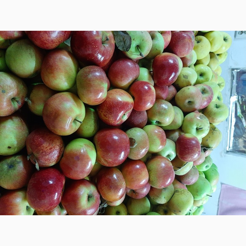 Фото 4. Продам яблоки разных сортов