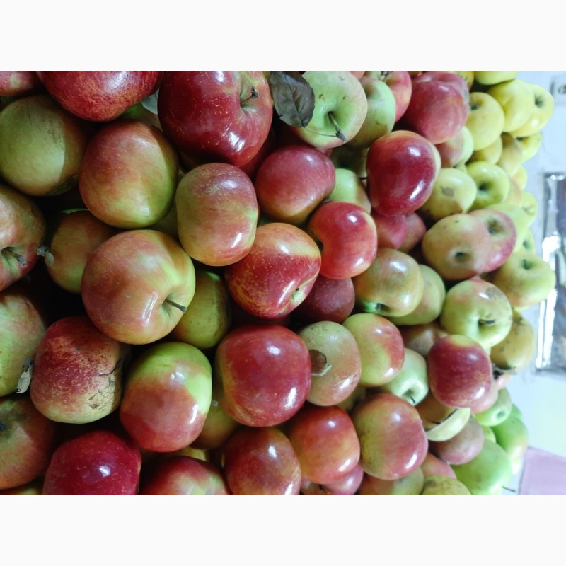 Фото 5. Продам яблоки разных сортов