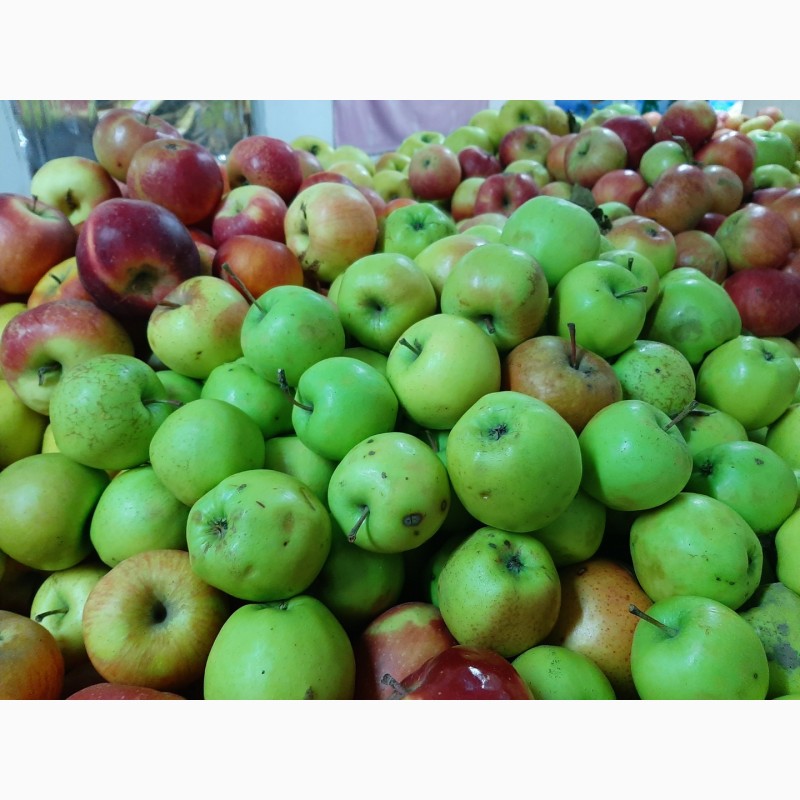 Фото 6. Продам яблоки разных сортов
