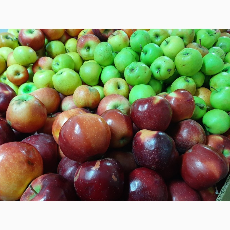 Фото 7. Продам яблоки разных сортов