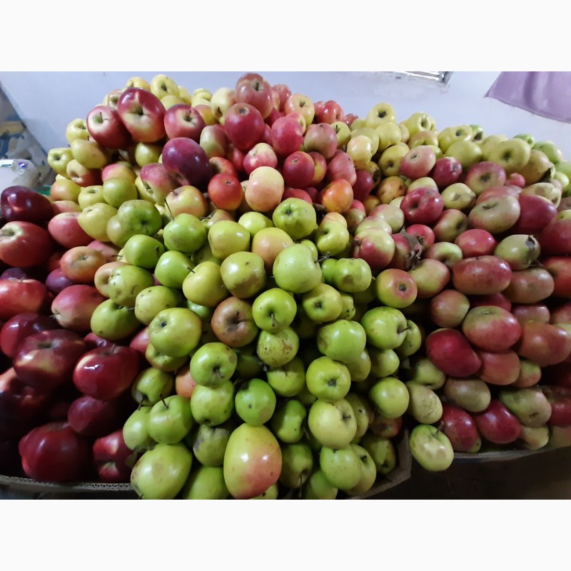 Фото 8. Продам яблоки разных сортов