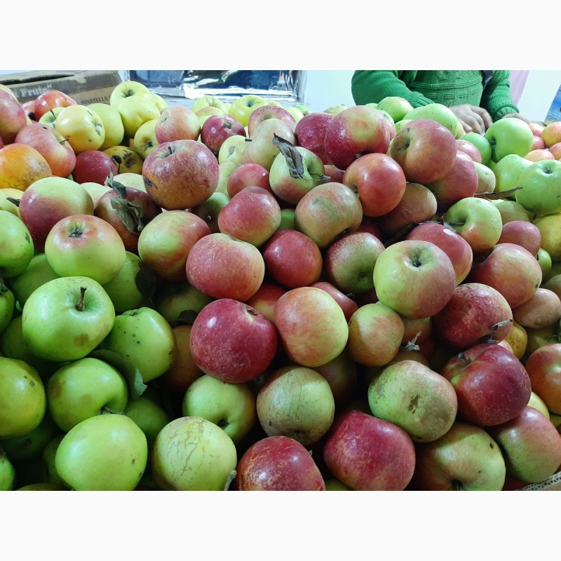 Фото 9. Продам яблоки разных сортов