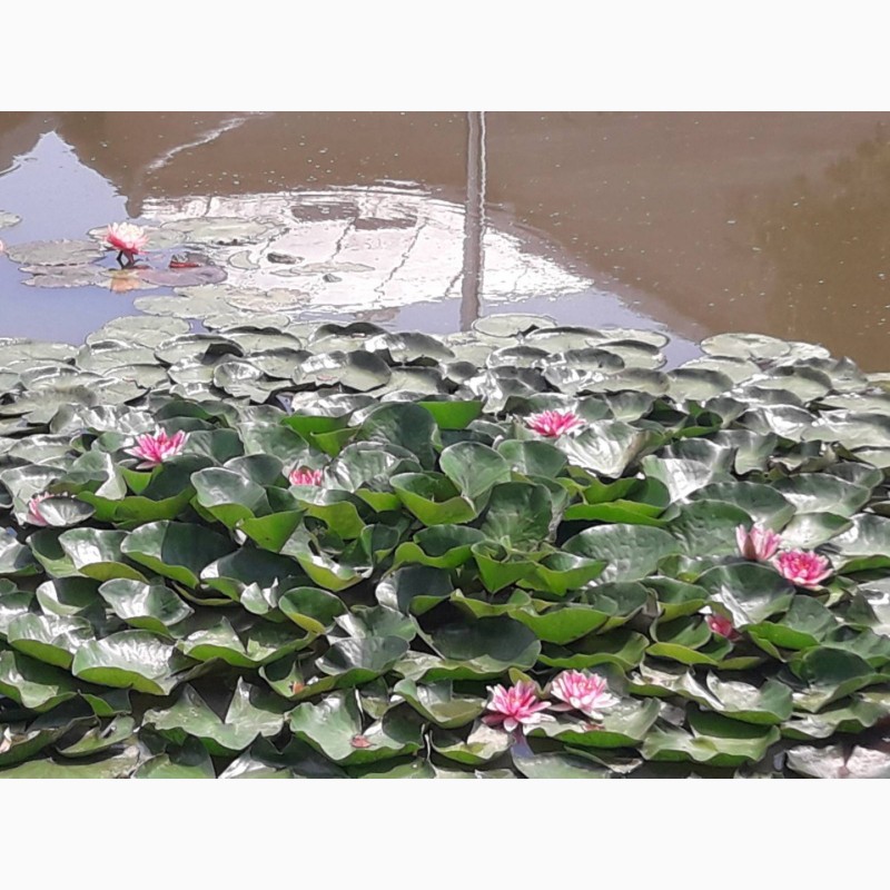 Фото 7. Водяные лилии (нимфеи)
