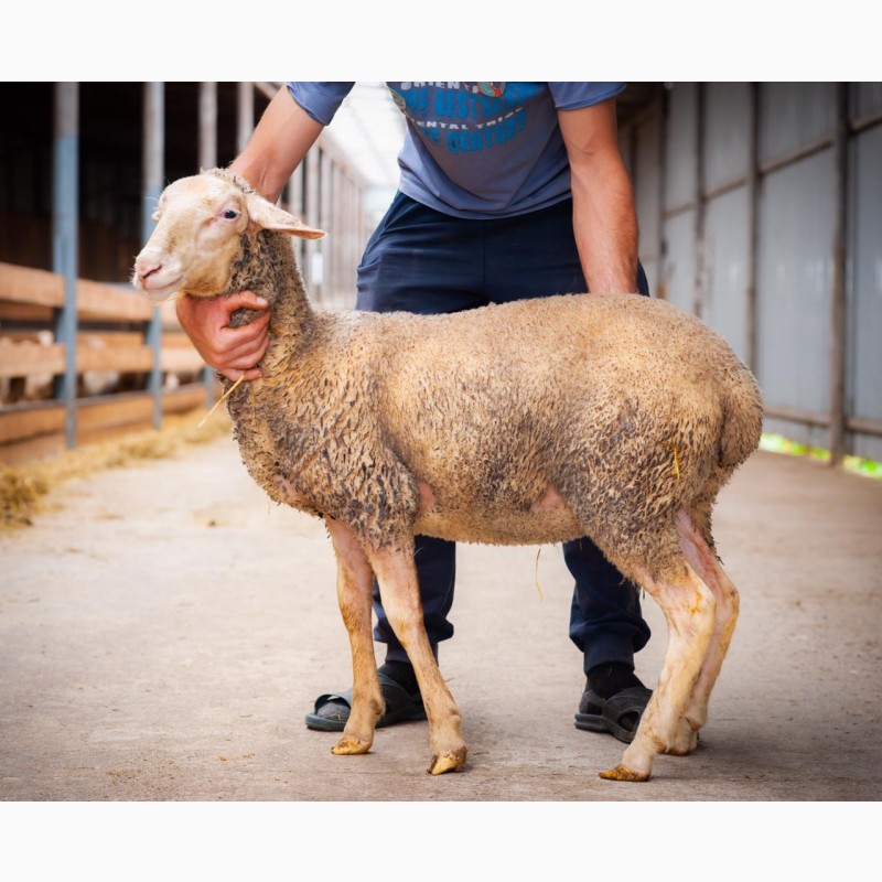 Фото 12. Продаются овцы французской породы ЛАКОН