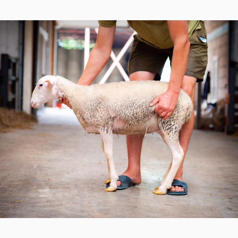 Фото 13. Продаются овцы французской породы ЛАКОН