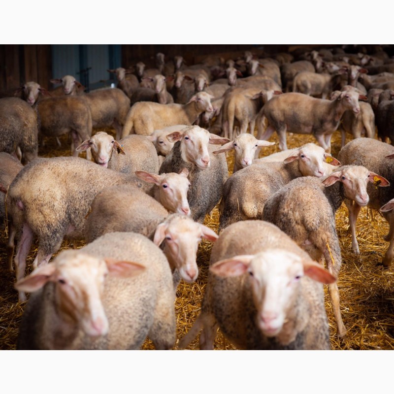 Фото 14. Продаются овцы французской породы ЛАКОН