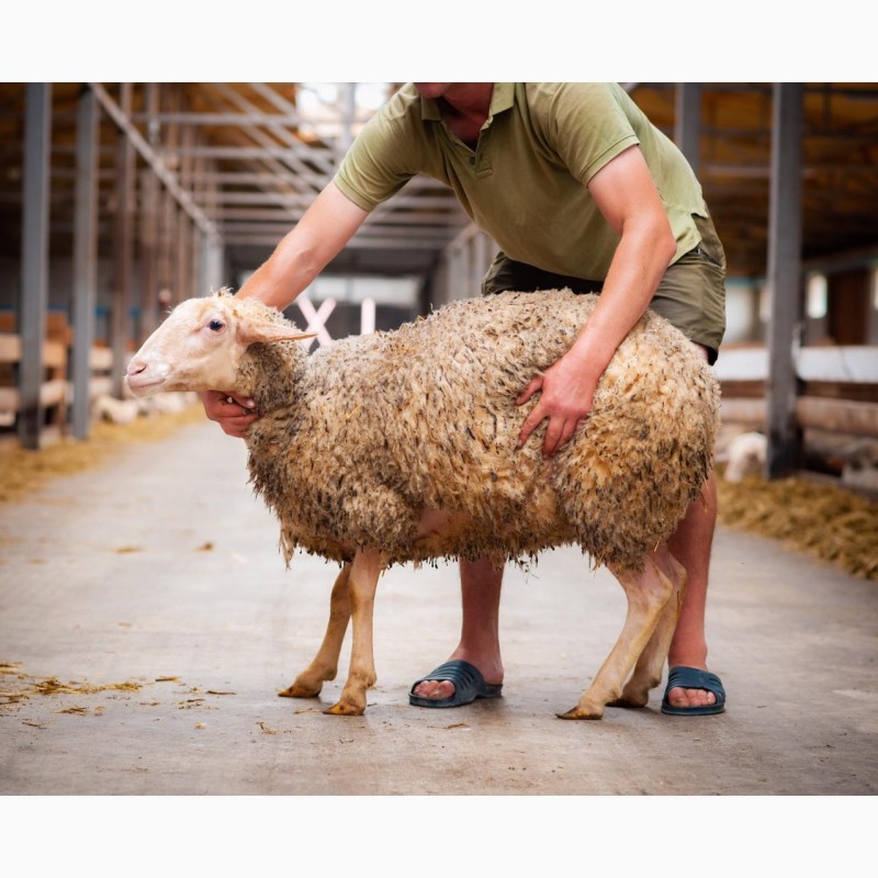 Фото 16. Продаются овцы французской породы ЛАКОН