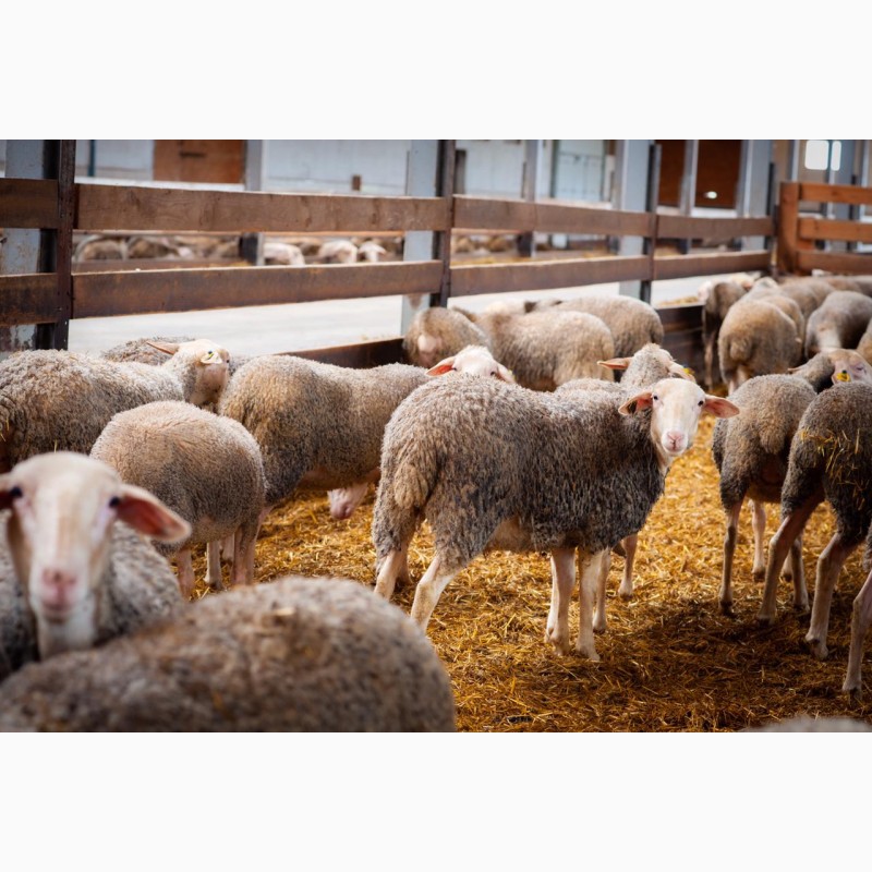 Фото 18. Продаются овцы французской породы ЛАКОН