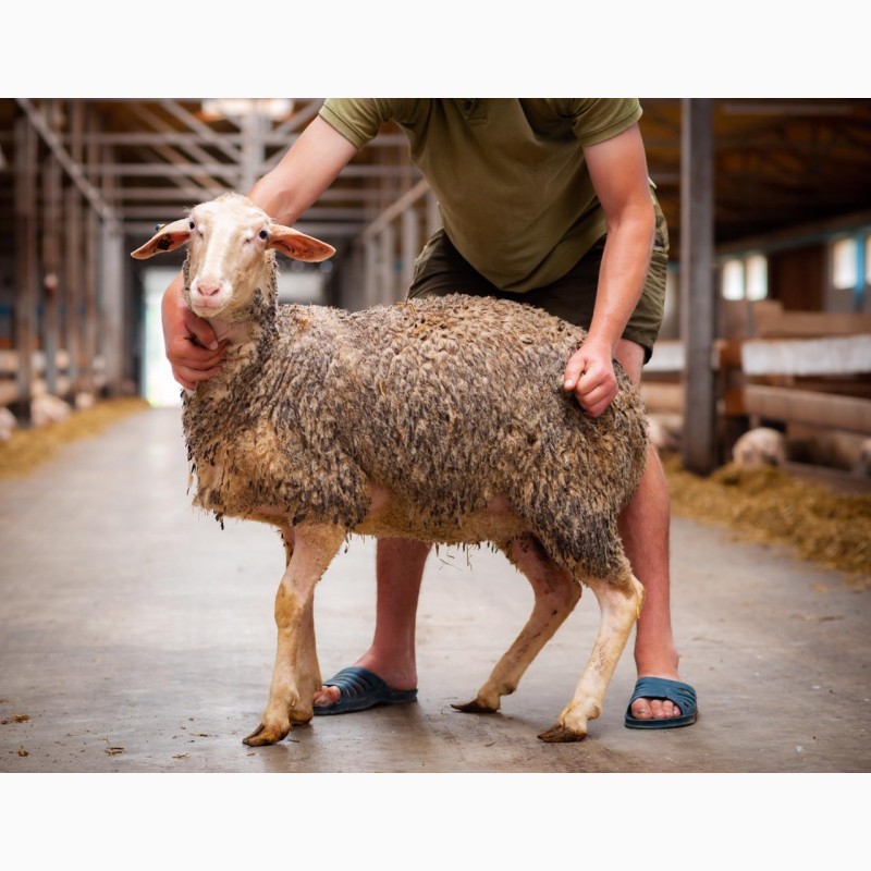 Фото 2. Продаются овцы французской породы ЛАКОН