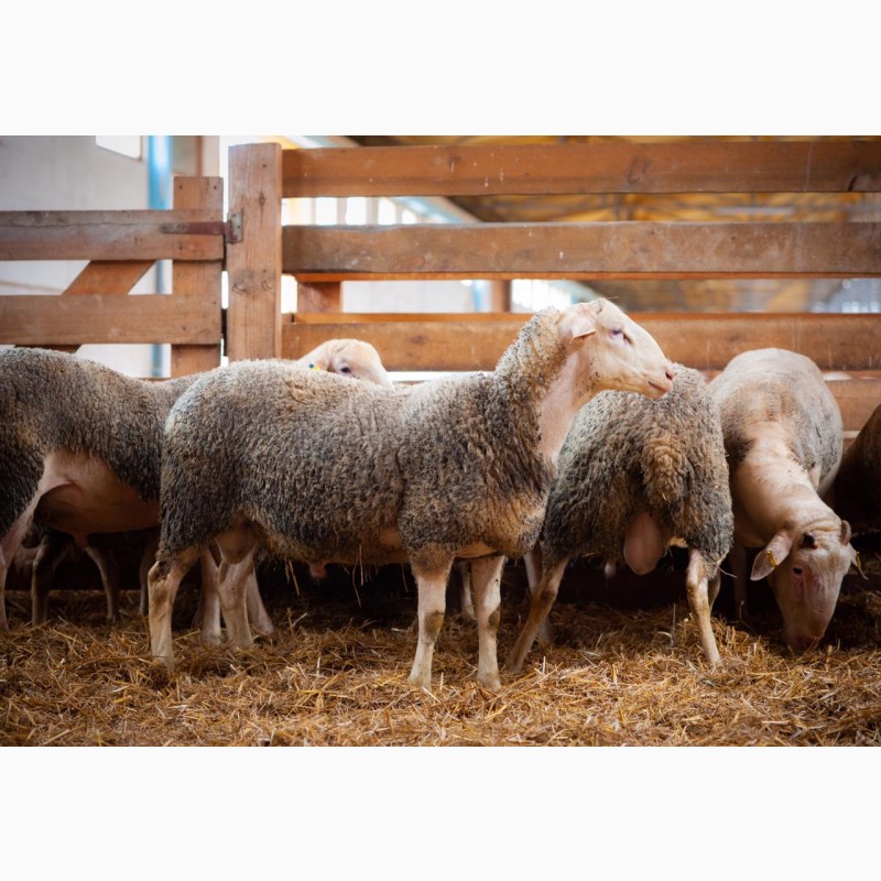 Фото 3. Продаются овцы французской породы ЛАКОН