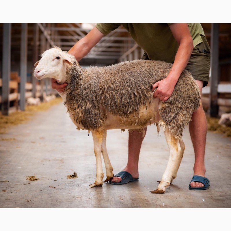 Фото 4. Продаются овцы французской породы ЛАКОН