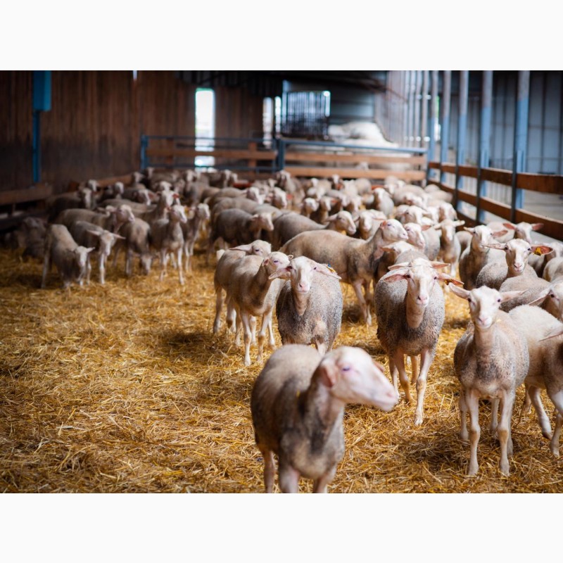 Фото 6. Продаются овцы французской породы ЛАКОН