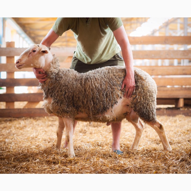 Фото 7. Продаются овцы французской породы ЛАКОН