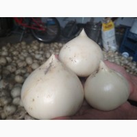 Продам цибулю Анзур (лук Суворова) (урожай 2022)