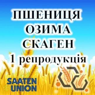Насіння озимої пшениці СКАГЕН 1 репродукція SAATEN UNION