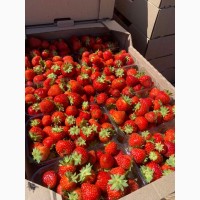 ФХ запрошує до співпраці покупців свіжої ягоди, полуниці