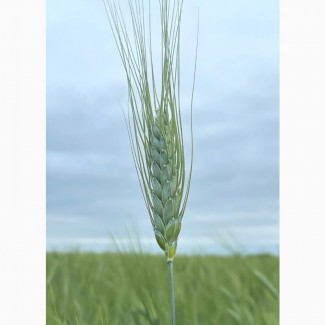 Насіння пшениці ярої, твердої Харківська 39, еліта