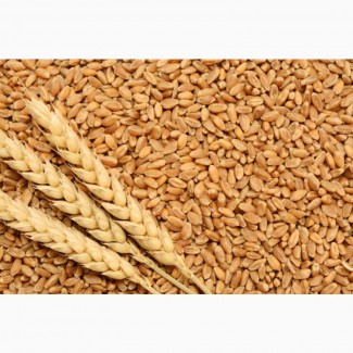 Продам пшеницю 3 та 4 класу