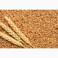 Продам пшеницю 3 та 4 класу