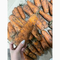 Морква дя переробки