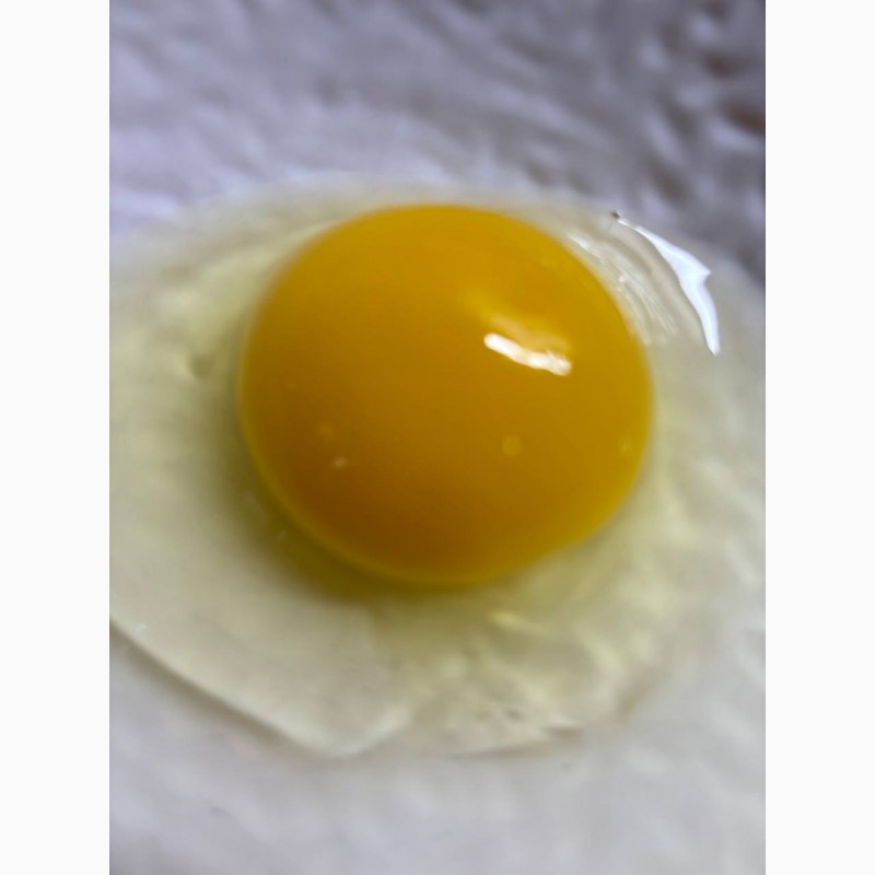 Фото 4. Продам домашні яйця! Яскравий жовток!Від породи Домінант