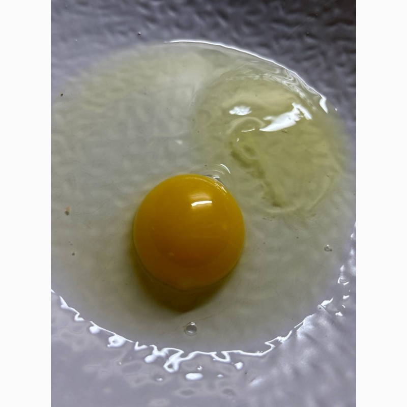 Фото 5. Продам домашні яйця! Яскравий жовток!Від породи Домінант