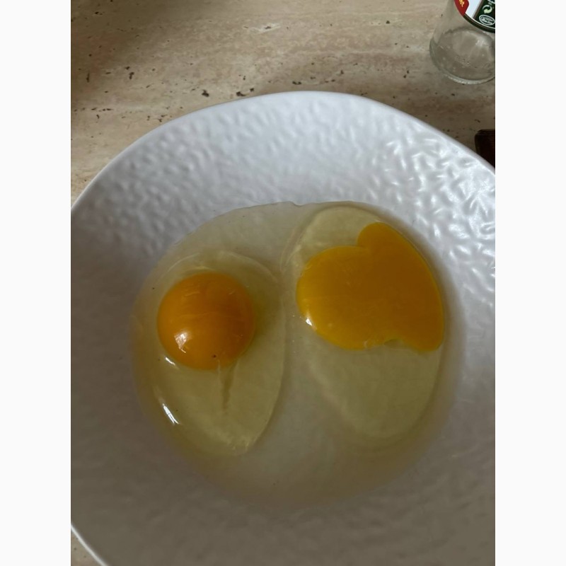 Фото 6. Продам домашні яйця! Яскравий жовток!Від породи Домінант