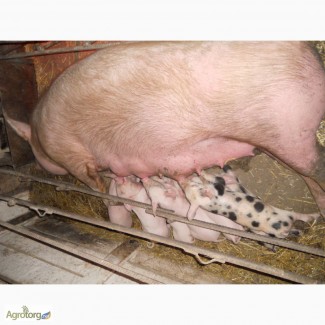 Продаются свиноматки Ф-1 покрытые хайпором