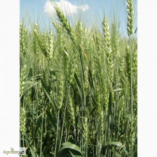 Семена пшеницы озимой - сорт Антоновка. 1 репродукция