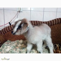 Продам коз, козлов в Украине, Полтаве.Нубийцы и полунубийцы