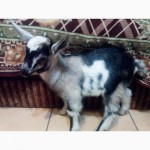 Продам коз, козлов в Украине, Полтаве.Нубийцы и полунубийцы