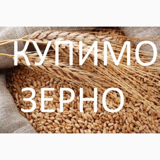 Купуємо пшеницю фуражну також 3клас, по Тернопільській області