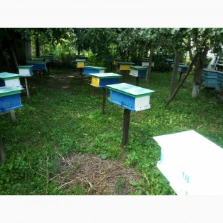 Продам пчелиные матки Карпатской породы 2018г. плодные, меченные